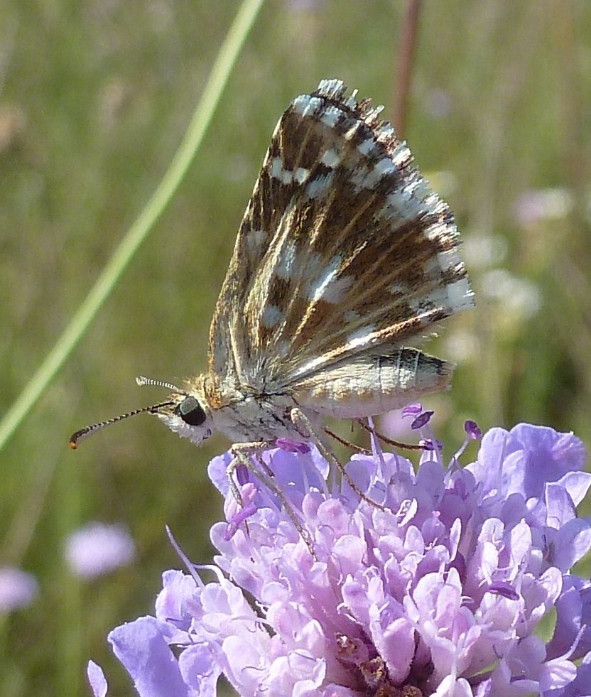 Pyrgus armoricanus o malvoides?